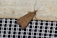 Helcystogramma lutatella