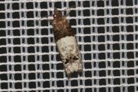Notocelia roborana