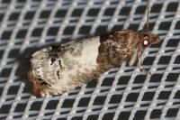 Notocelia roborana