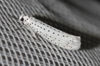 Yponomeuta evonymella
