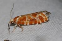 Rhyacionia pinicolana