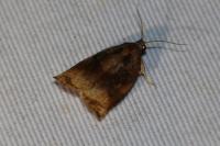 Archips podana