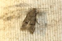 Teleiodes vulgella
