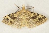 Alucita hexadactyla