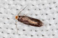 Stigmella roborella
