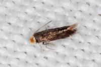 Stigmella roborella
