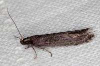 Neofaculta ericetella