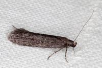 Neofaculta ericetella