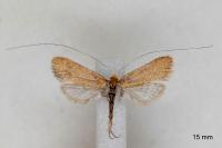 Nematopogon adansoniella