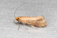 Nematopogon adansoniella