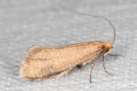 Nematopogon adansoniella