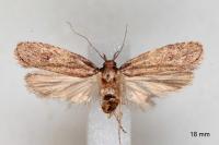 Depressaria albipunctella