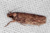 Depressaria albipunctella
