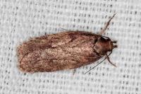 Depressaria albipunctella