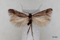 Oxypteryx immaculatella