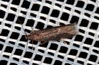 Oxypteryx immaculatella