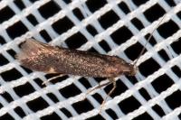Oxypteryx immaculatella