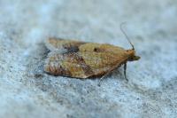 Clepsis consimilana