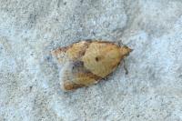 Clepsis consimilana