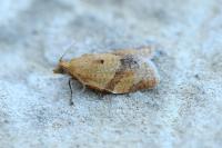 Clepsis consimilana