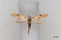 Bucculatrix bechsteinella