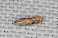 Bucculatrix bechsteinella
