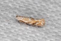 Bucculatrix bechsteinella