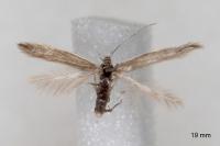 Coleophora lassella