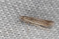 Coleophora lassella