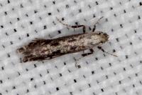 Parornix anglicella