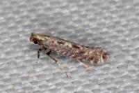 Parornix anglicella