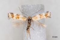 Elachista collitella
