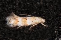 Elachista collitella