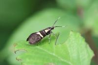Dasycera oliviella