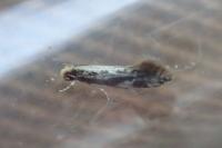 Agnathosia mendicella