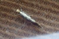 Agnathosia mendicella