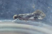 Agnathosia mendicella