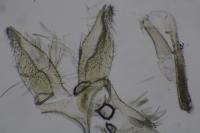 Agnathosia mendicella