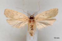 Agonopterix scopariella
