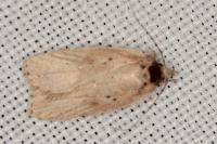 Agonopterix scopariella
