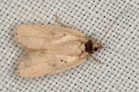 Agonopterix scopariella