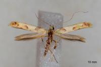 Caloptilia acerivorella