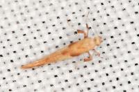 Caloptilia acerivorella