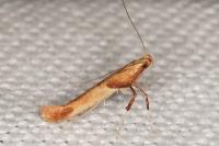 Caloptilia acerivorella