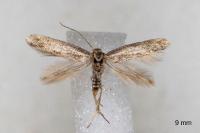 Elachista maculosella