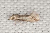 Elachista maculosella