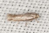 Elachista maculosella