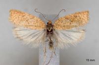 Acleris quercinana