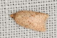 Acleris quercinana
