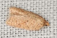 Acleris quercinana
